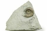 Pyritized Jurassic Ammonite (Arieticeras) Fossil - France #367635-1